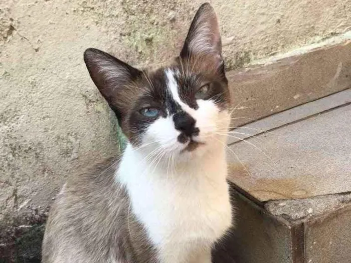 Gato ra a RND idade 1 ano nome Maria