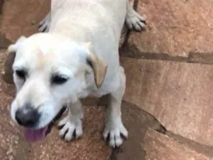 Cachorro raça Mestiço  idade 7 a 11 meses nome Fred 