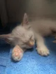 Kira