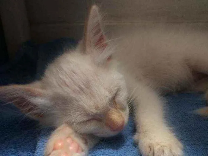 Gato ra a SRD idade Abaixo de 2 meses nome Kira