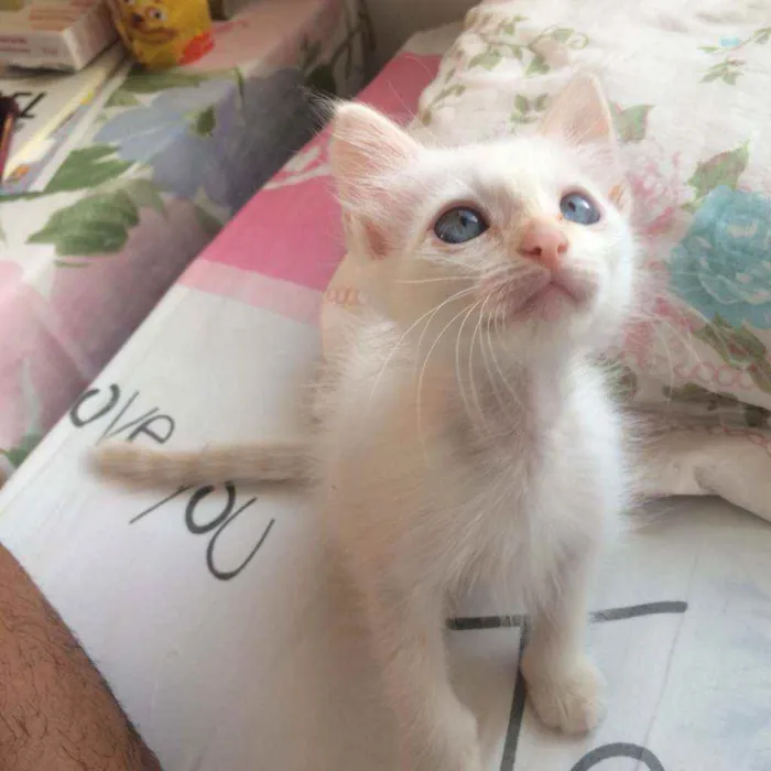 Gato ra a SRD idade Abaixo de 2 meses nome Kira