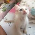 Kira