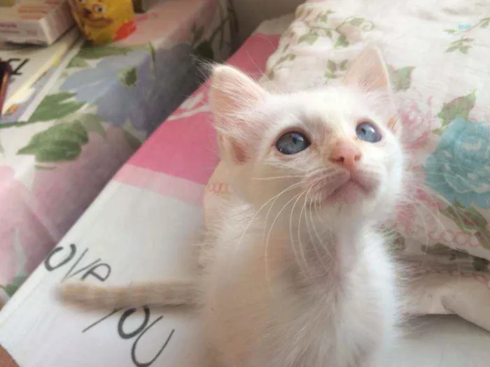 Gato ra a SRD idade Abaixo de 2 meses nome Kira