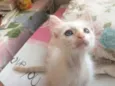 Kira