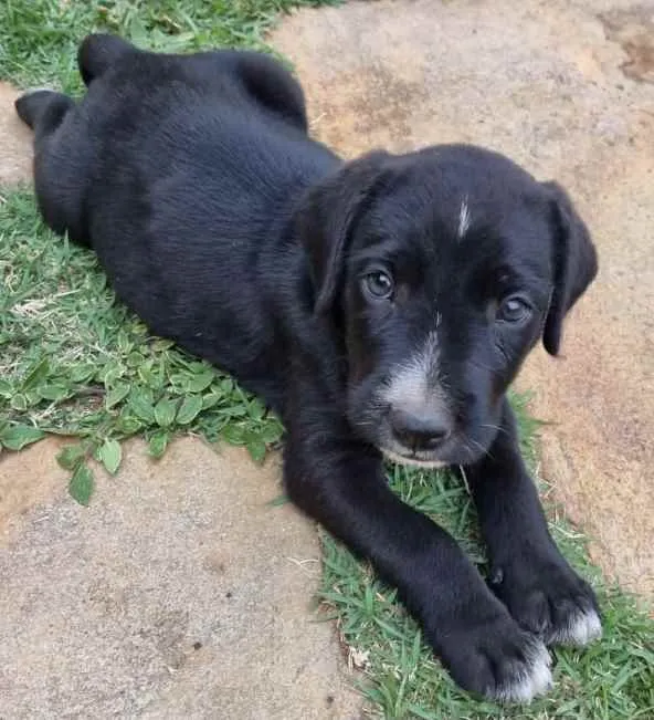 Cachorro ra a Mestiço  idade Abaixo de 2 meses nome Thor 
