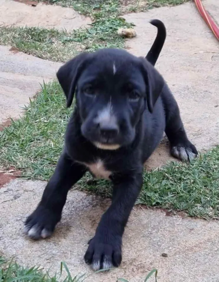 Cachorro ra a Mestiço  idade Abaixo de 2 meses nome Thor 