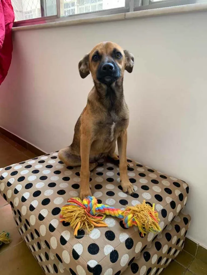 Cachorro ra a SRD idade 2 a 6 meses nome Zahra