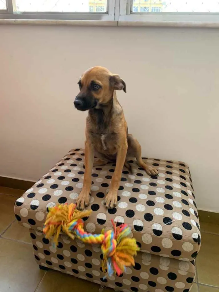 Cachorro ra a SRD idade 2 a 6 meses nome Zahra