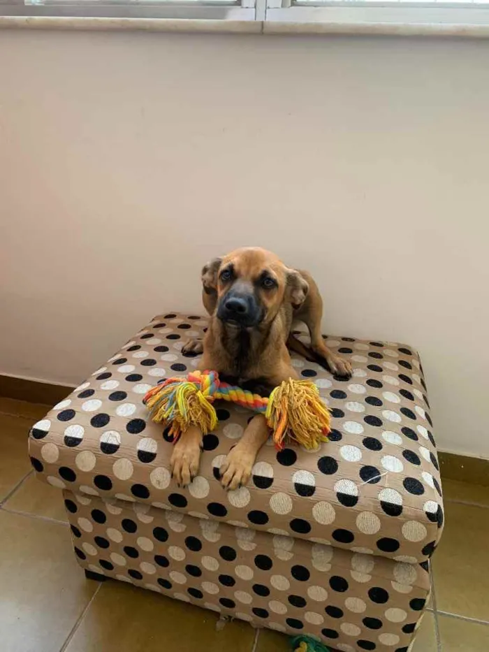 Cachorro ra a SRD idade 2 a 6 meses nome Zahra