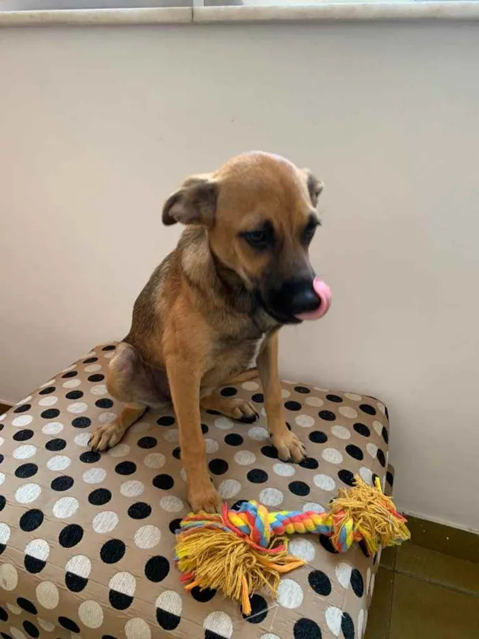 Cachorro ra a SRD idade 2 a 6 meses nome Zahra
