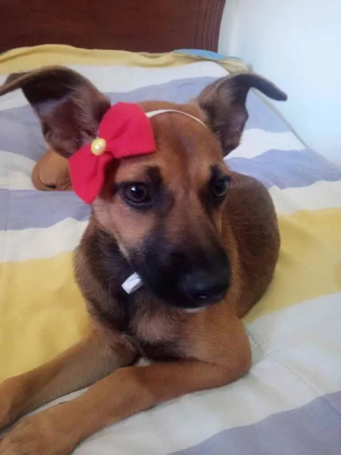 Cachorro ra a SRD idade 2 a 6 meses nome Zahra