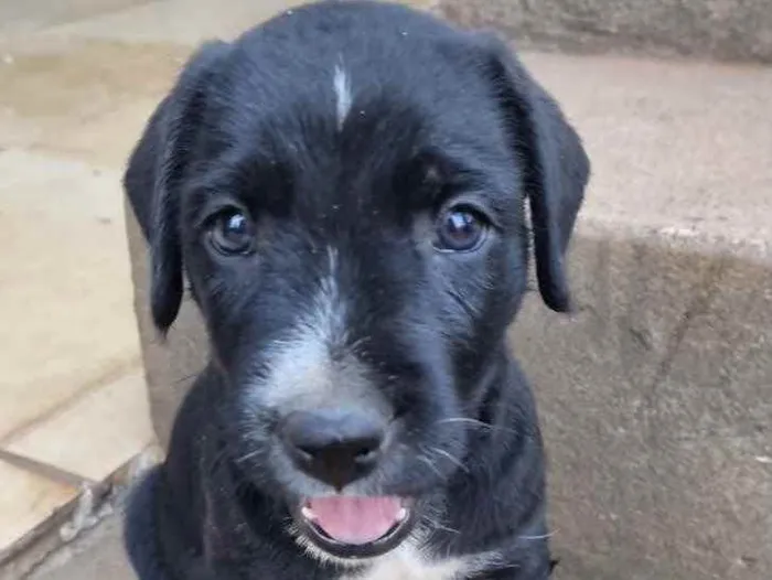 Cachorro ra a Mestiço  idade Abaixo de 2 meses nome Thor 