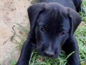 Cachorro raça Mestiço  idade Abaixo de 2 meses nome Zeus 