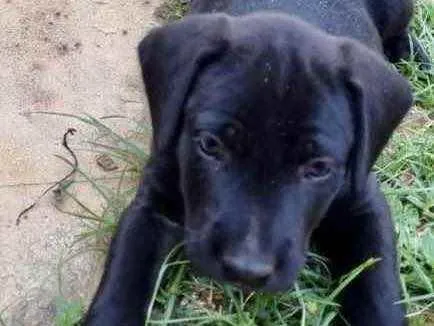Cachorro ra a Mestiço  idade Abaixo de 2 meses nome Zeus 