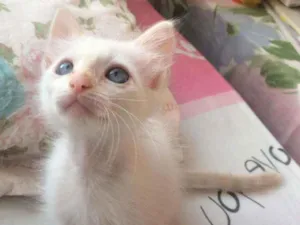 Gato raça SRD idade Abaixo de 2 meses nome Kira