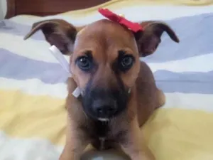 Cachorro raça SRD idade 2 a 6 meses nome Zahra