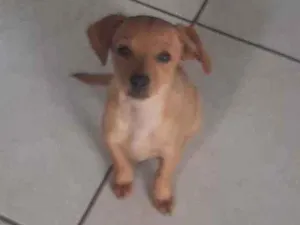 Cachorro raça Vira lata idade 2 a 6 meses nome Pink