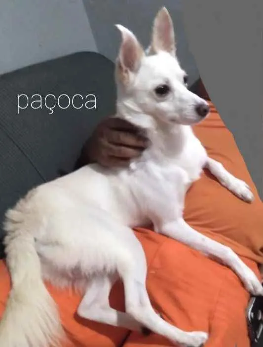 Cachorro ra a Poodle com Vira lata  idade 2 anos nome Paçoca