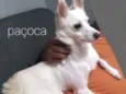 Paçoca