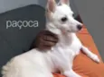 Paçoca