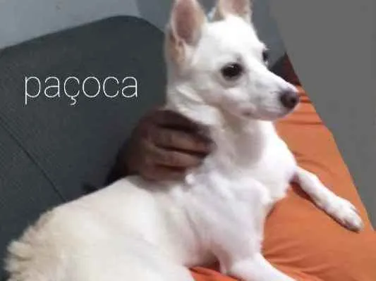 Cachorro ra a Poodle com Vira lata  idade 2 anos nome Paçoca