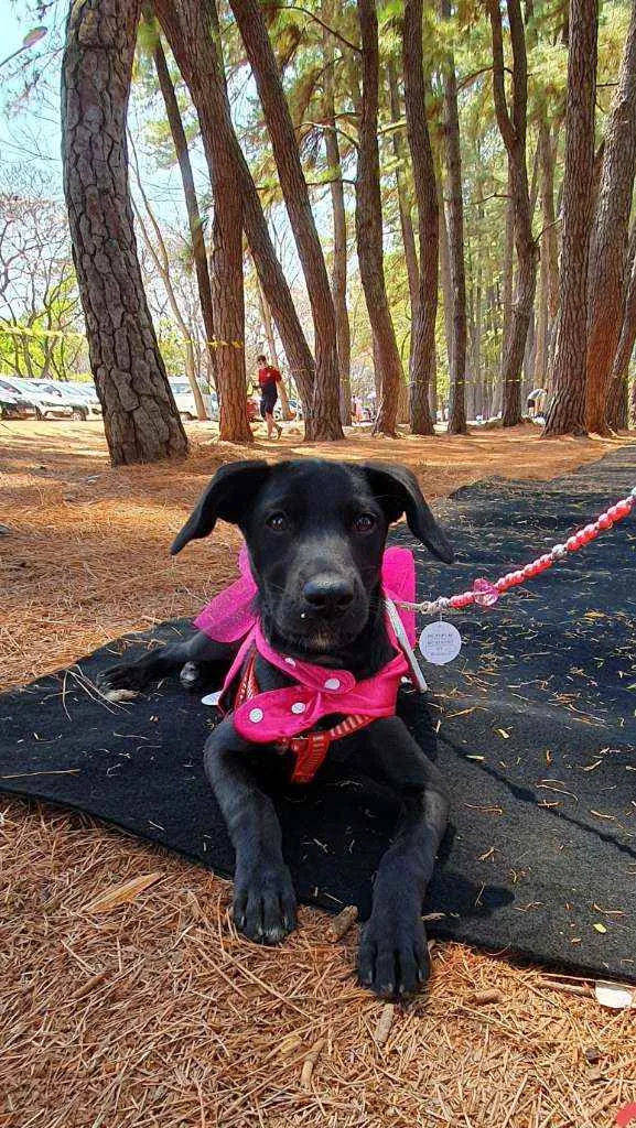 Cachorro ra a SRD idade 2 a 6 meses nome LOLA