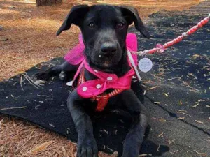 Cachorro raça SRD idade 2 a 6 meses nome LOLA