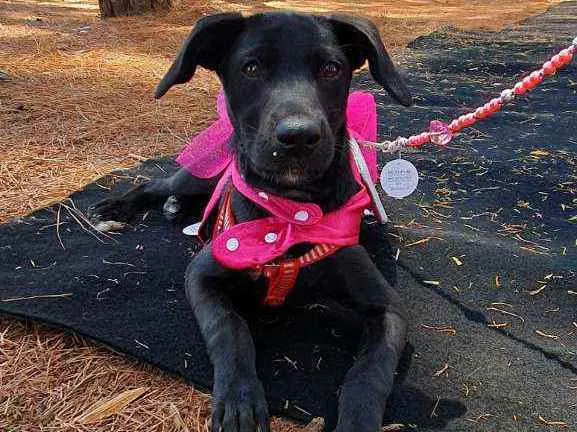 Cachorro ra a SRD idade 2 a 6 meses nome LOLA