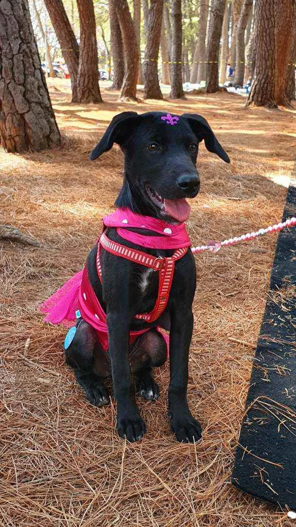 Cachorro ra a SRD idade 2 a 6 meses nome LOLA