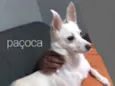 Paçoca