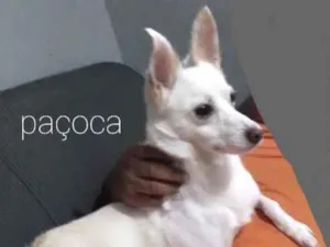 Cachorro raça Poodle com Vira lata  idade 2 anos nome Paçoca