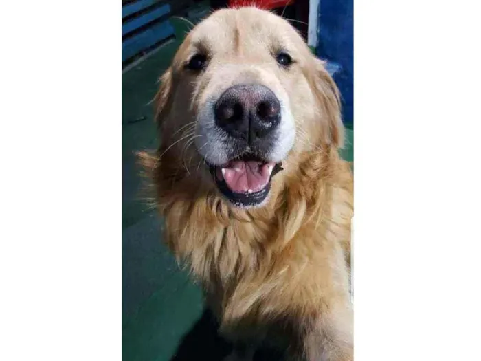 Cachorro raça Golden Retrivier idade 6 ou mais anos nome Ikki