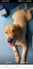 Cachorro raça Golden Retrivier idade 6 ou mais anos nome Ikki