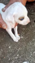 Cachorro raça Srd idade 2 a 6 meses nome Julie bebê linda 