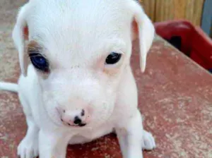 Cachorro raça Srd idade 2 a 6 meses nome Julie bebê linda 