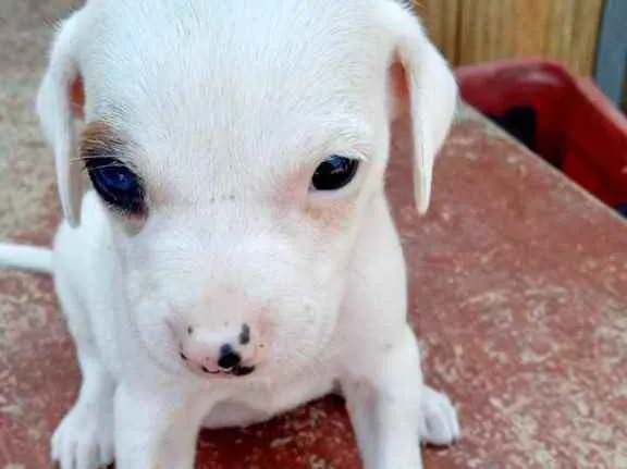 Cachorro raça Srd idade 2 a 6 meses nome Julie bebê linda 
