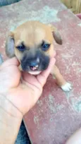 Puppi lindo bebê 