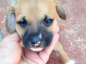 Cachorro raça Srd idade 2 a 6 meses nome Puppi lindo bebê 