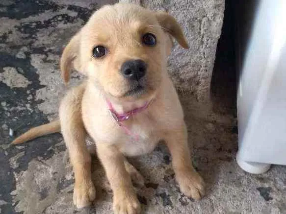 Cachorro ra a  idade 2 a 6 meses nome Cristal