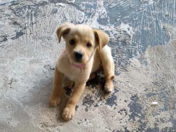 Cachorro ra a  idade 2 a 6 meses nome Cristal