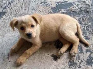 Cachorro raça  idade 2 a 6 meses nome Cristal