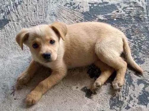 Cachorro ra a  idade 2 a 6 meses nome Cristal