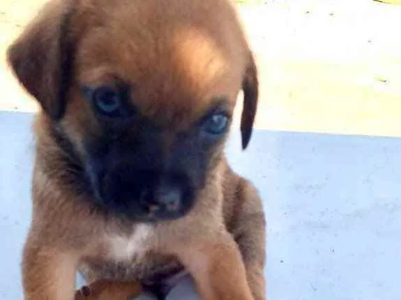 Cachorro raça Srd idade 2 a 6 meses nome Jimmy bebê lindo 