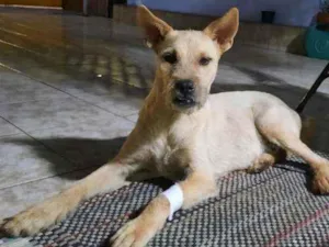 Cachorro raça Vira lata idade 2 anos nome Zeca