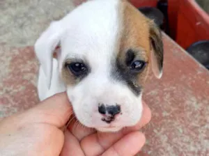Cachorro raça Srd  idade 2 a 6 meses nome Poppy bb lindo 