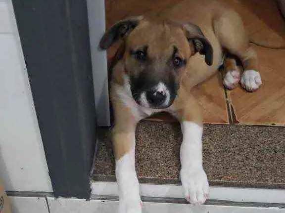 Cachorro raça Pitbull idade 2 a 6 meses nome Dominic