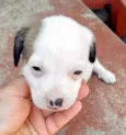 Cachorro raça Srd  idade 2 a 6 meses nome Floquito bb lindo 