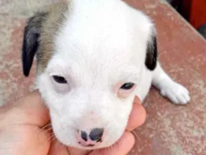 Cachorro raça Srd  idade 2 a 6 meses nome Floquito bb lindo 