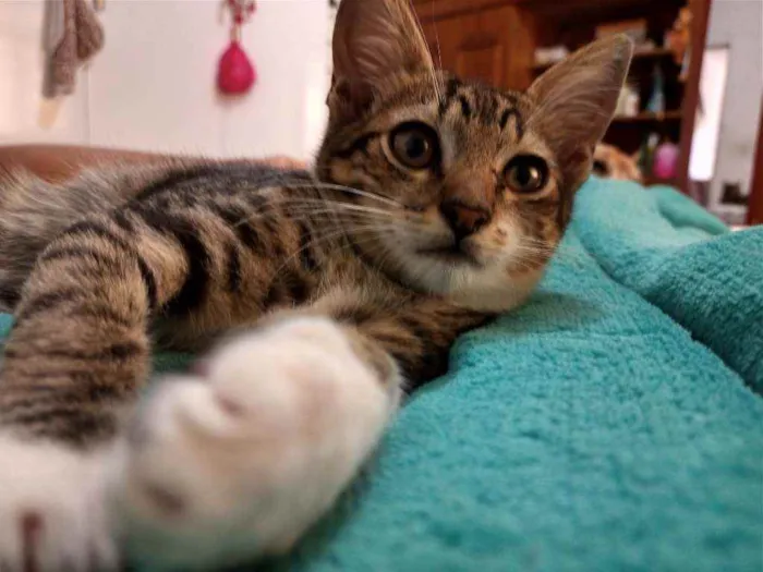 Gato ra a  idade 2 a 6 meses nome Filhotinha da fenty