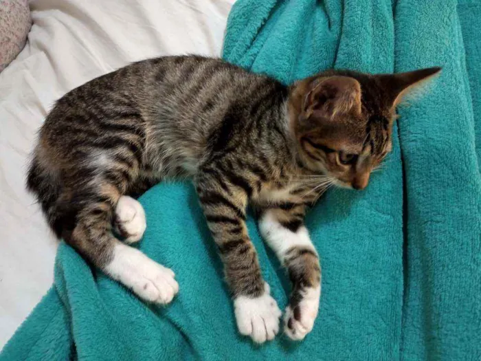 Gato ra a  idade 2 a 6 meses nome Filhotinha da fenty